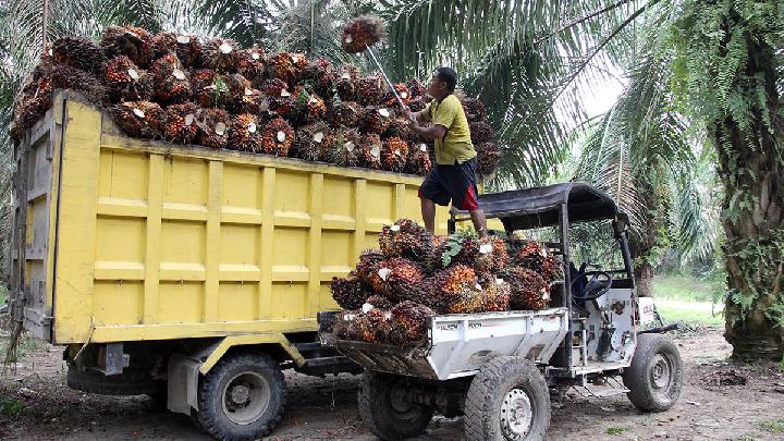 Amran Bilang 130 Perusahaan Sawit Belum Naikkan Harga TBS